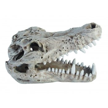 HAQUOSS CROCODILE SKULL - 12x7x8h cm